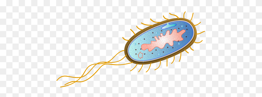 477x252 Escherichia Coli Clipart Microbiology - Yeast Clipart