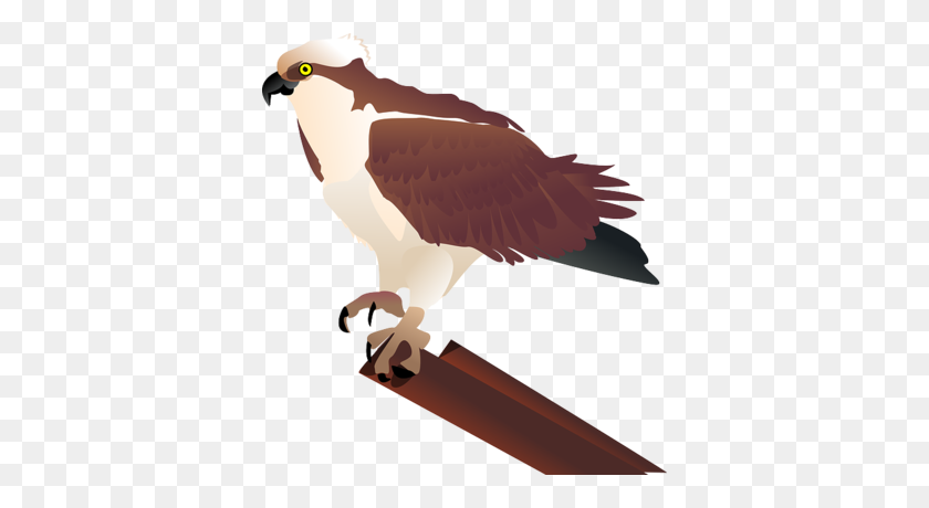 366x400 Éter Falcon State - Falcon Png