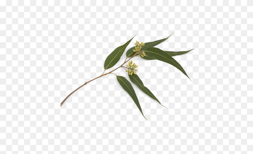450x450 Eucalyptus Citriodora - Eucalyptus PNG