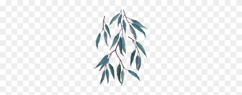 190x270 Eucalyptus Leaves Tropical Plants Botanical Leaf N - Palm Leaves PNG