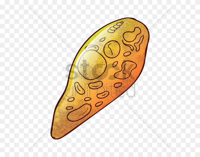 600x600 Euglena Vector Image - Carbohydrates Clipart