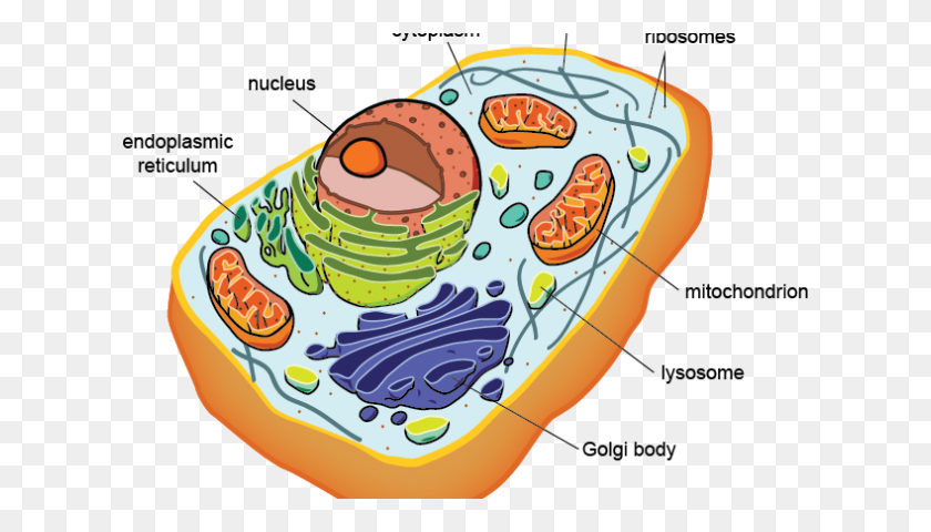 620x420 Orígenes Eucariotas - Clipart Del Aparato De Golgi