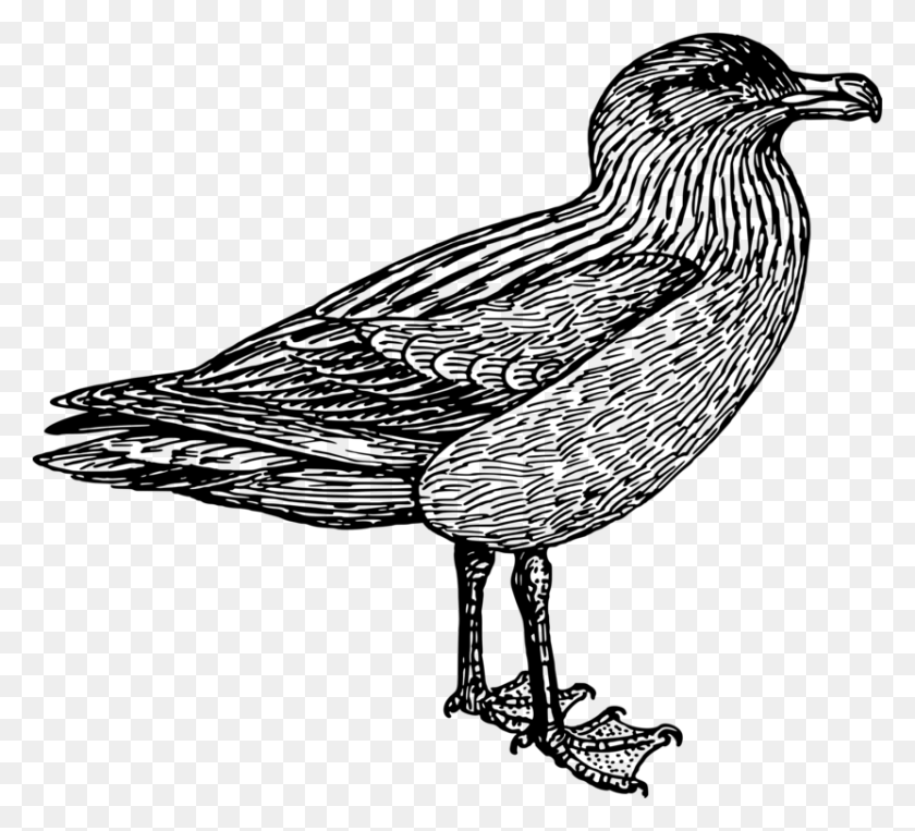 831x750 European Herring Gull Water Bird Goose - Canada Goose Clipart