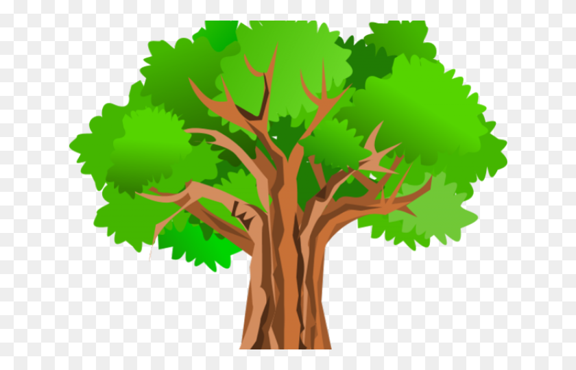 640x480 Evergreen Tree Free Download Clip Art - Eucalyptus Tree Clipart