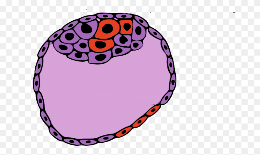 1200x681 Все, Что Вам Нужно Знать О Мозаичных Эмбрионах - Матка Клипарт