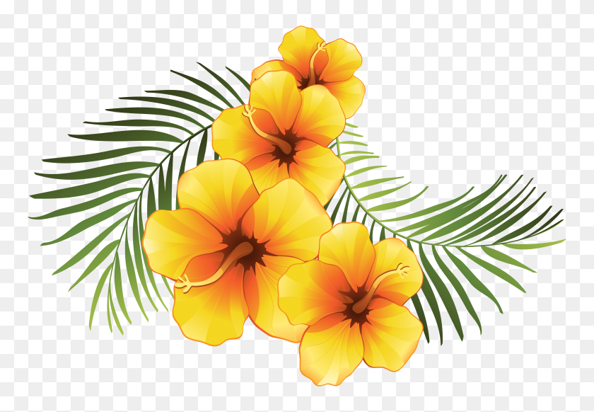 6000x4023 Экзотический Клипарт Гавайские - Гавайские Цветы Png