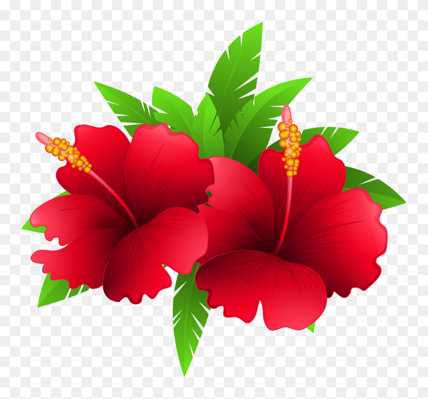 6283x5825 Exotic Flowers And Plant Png Clipart - Plant Clipart PNG