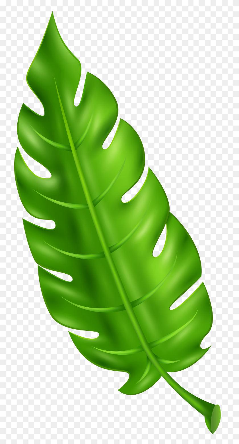 3127x6000 Exotic Green Leaf Clip Art Png - PNG Leaf