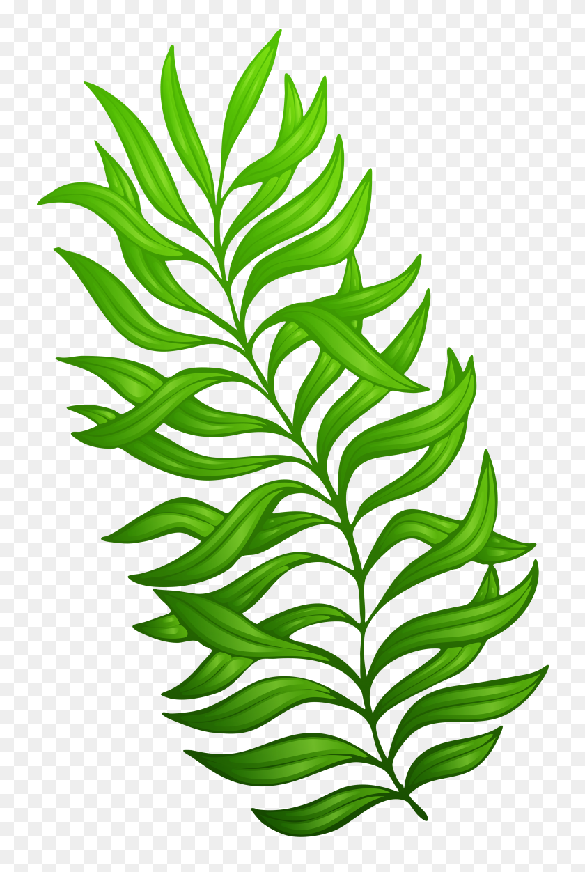 3898x5957 Png Экзотические Зеленые Растения Клипарт