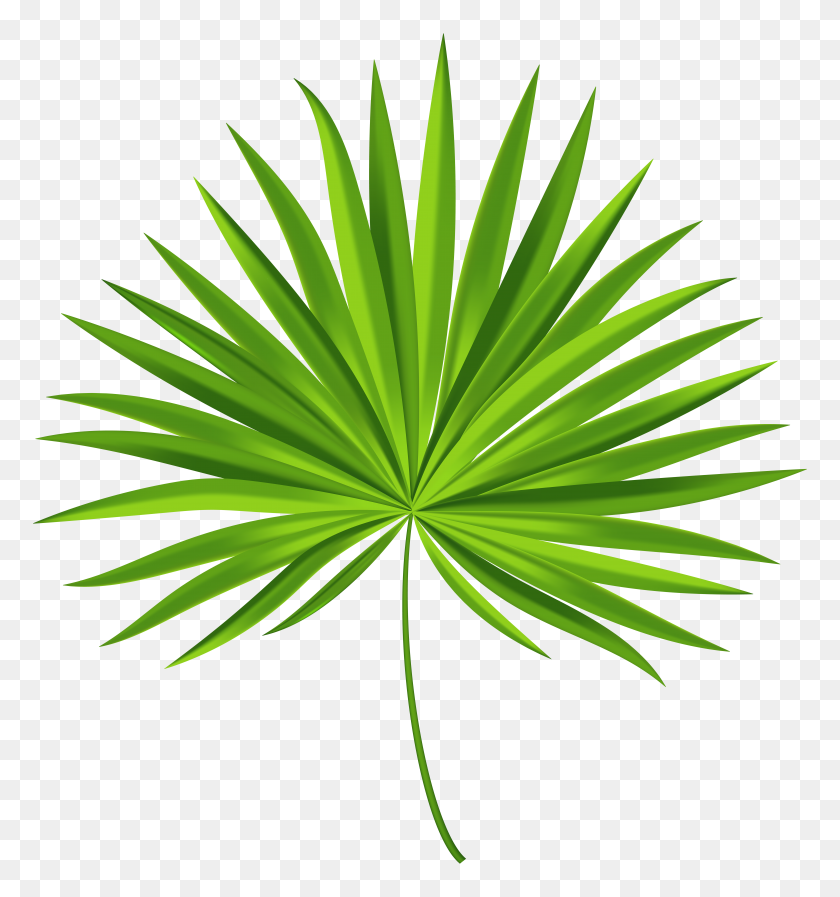 7450x8000 Exotic Palm Leaf Transparent Png Clip Art Gallery - Palm Leaf PNG