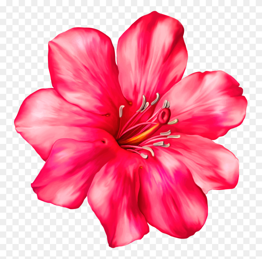 1414x1393 Exotic Pink Flower Png Clipart Picture - Lily PNG