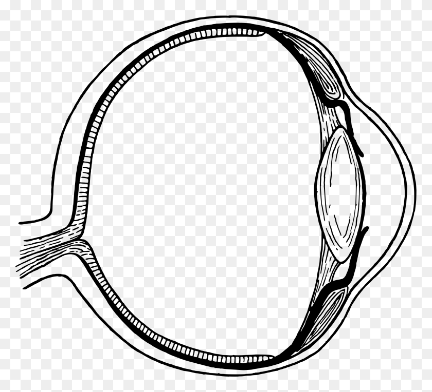 2400x2169 Globo Ocular Anatomía Vector De Imagen Prediseñada - Anatomía Clipart