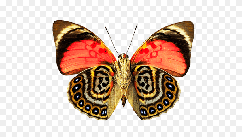 576x418 Eyes Wings Butterfly Transparent Png - Butterfly Wings PNG