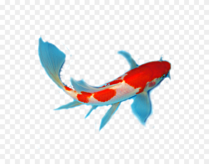 600x600 Facts About Koi Anatomy - Koi PNG