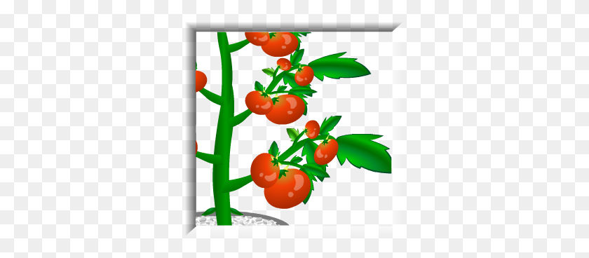 313x308 Prueba Justa - Planta De Tomate Png