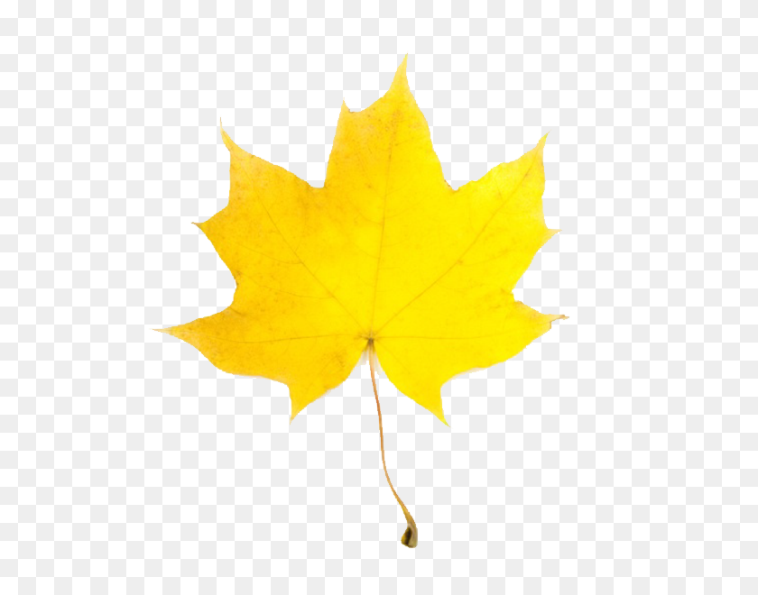 600x600 Fall Leaf - Thanksgiving Leaves Clipart
