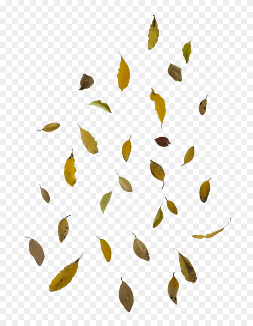 782x1022 Fall Leaf Png In Imposing Free Download On Mbtskoudsalg Fall Leaf - Fall Leaves PNG