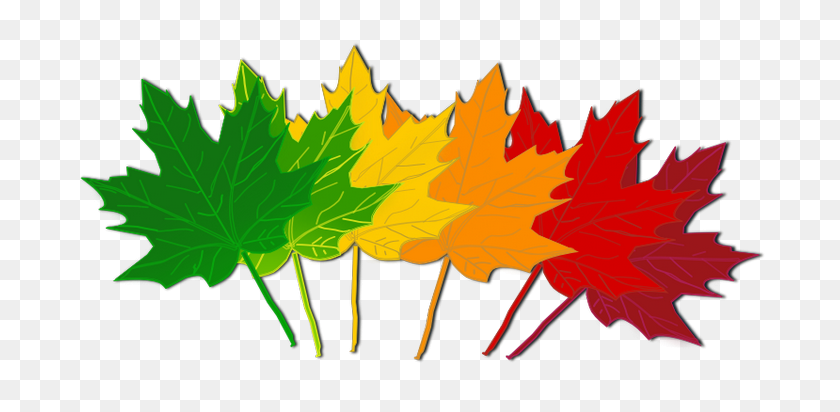 700x352 Fall Leaves Colorful Clip Art For The Fall Season Autumn Leaves - Thanksgiving Leaves Clipart