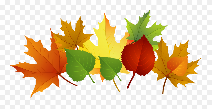 3969x1910 Fall Leaves Png Clipart - Maple Tree PNG