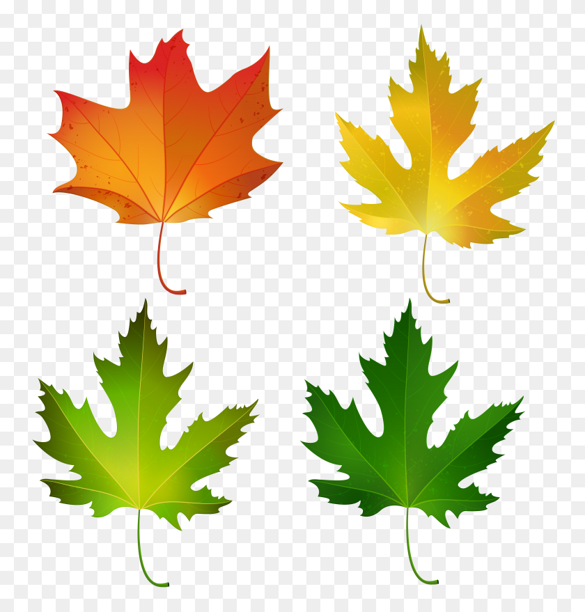 6053x6360 Fall Maple Leaves Set Png Decorative Clipart Gallery - PNG Leaves