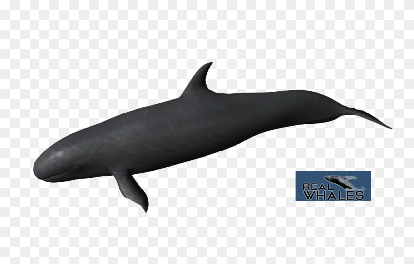 979x597 False Killer Whale - Killer Whale PNG