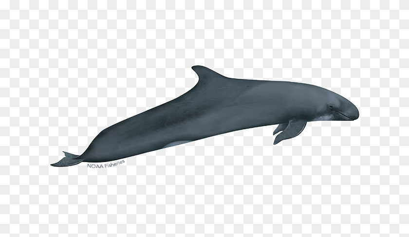 640x427 False Killer Whale In The Hawaiian Islands Noaa Fisheries - Killer Whale PNG