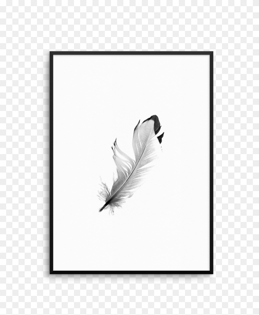 957x1181 Feather White Tail Black M - Black Feathers PNG
