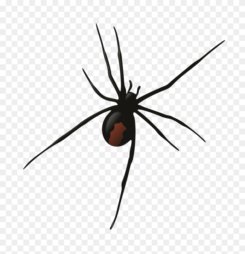 964x1000 Female Redback Spider Book Of Spells Spider, Clip - Spider Clipart Black And White