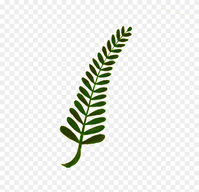 750x750 Fern Computer Icons Plant Stem Watercolor Painting Leaf Free - Watercolor Leaf PNG