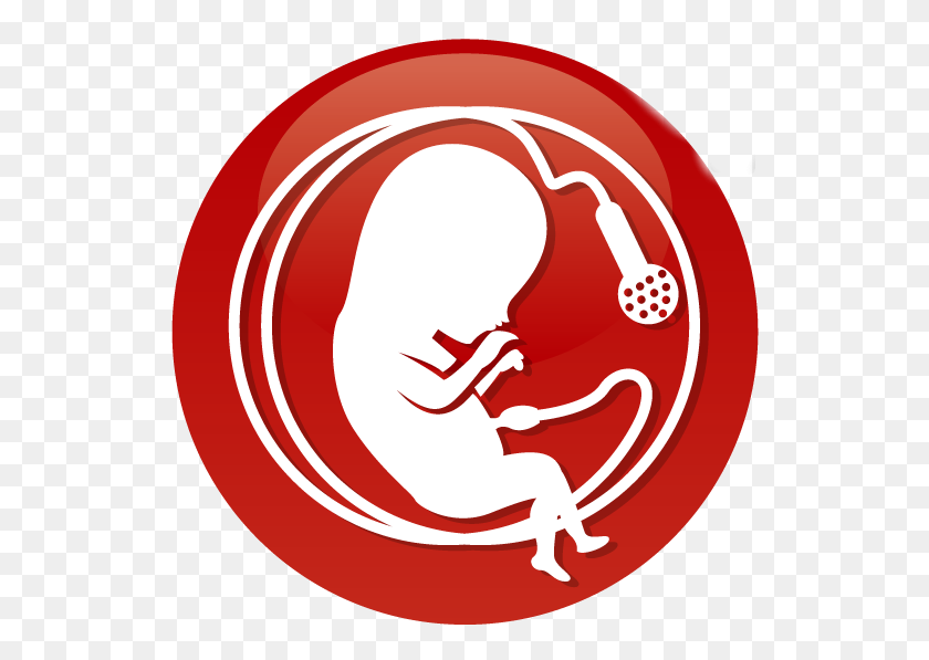 551x537 Desarrollo Fetal La Posición Fetal - Bebé En El Útero Clipart