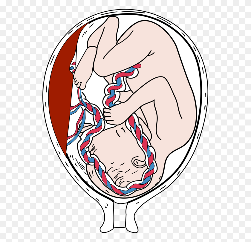 555x750 Плод Плаценты Беременности Младенческого Эмбриона - Тест На Беременность Клипарт