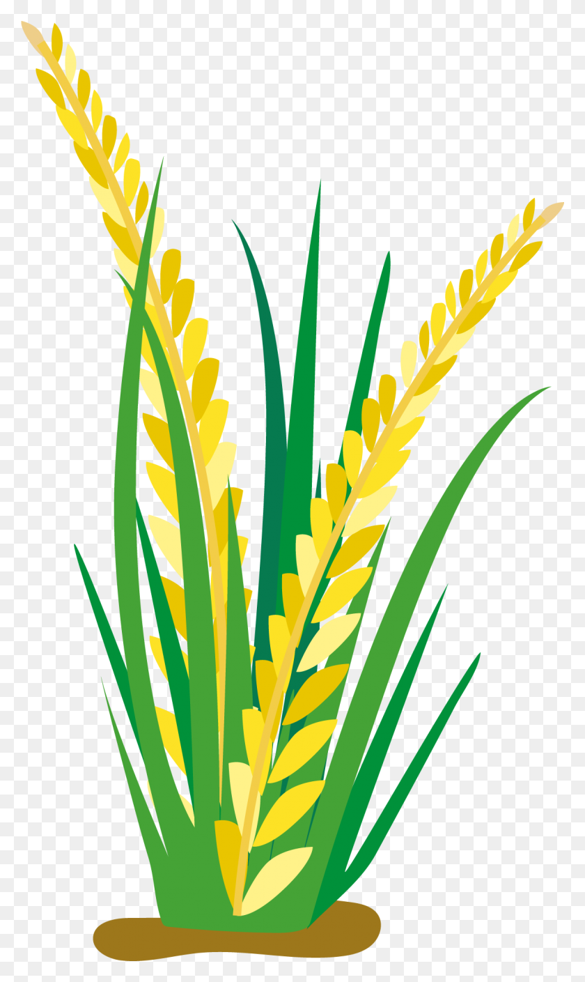 1146x1982 Field Clipart Rice - Rice Clipart