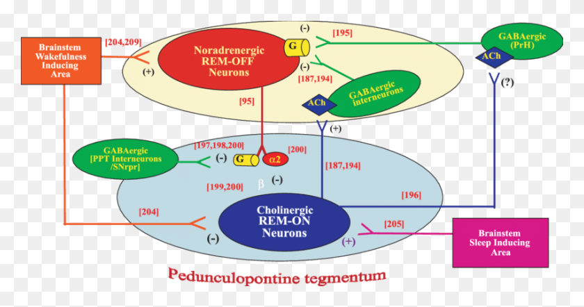 850x417 Fig Conexiones Propuestas Hacia Y Desde Rem On Y Rem Off Neurons - Rem Png