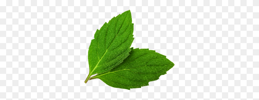 296x265 Find It - Mint Leaf PNG