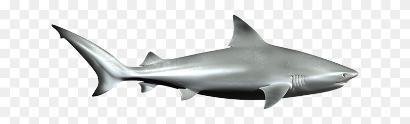 630x195 Fins Clipart Nurse Shark - Shark Fin PNG