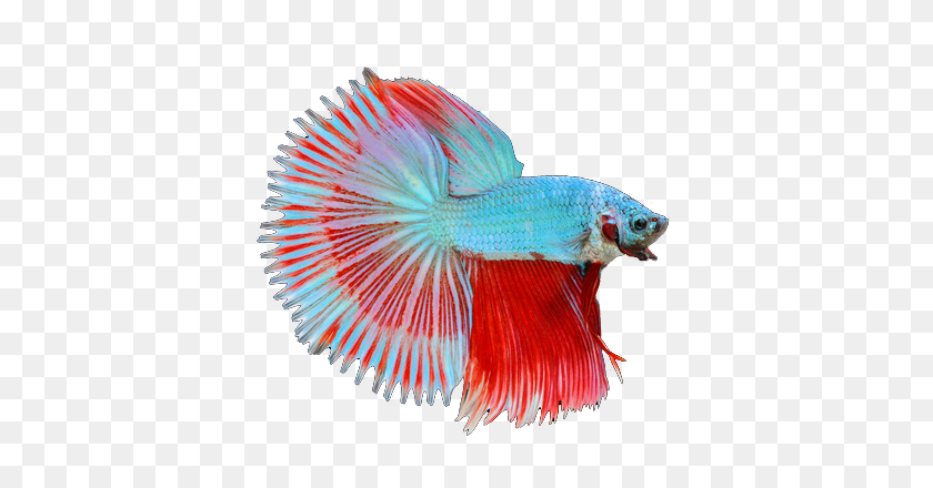 450x380 Fish - Betta Fish PNG