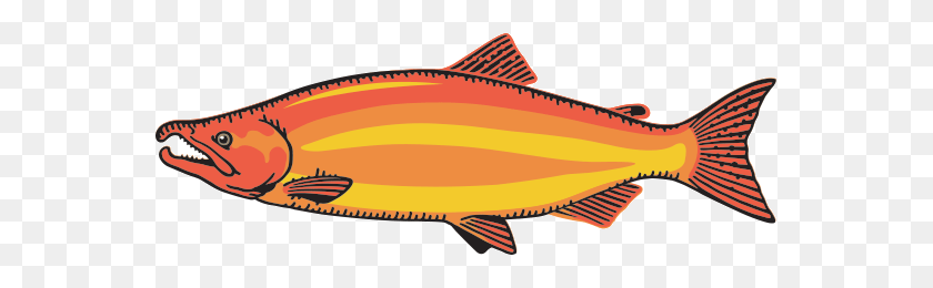 559x200 Fish Clipart Salmon - Salmon Clipart