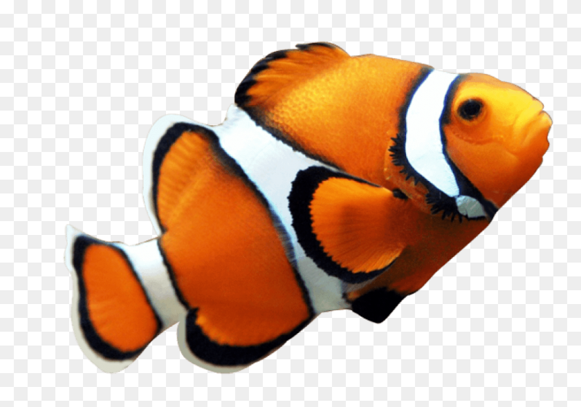 850x577 Fish Nemo Png - Nemo PNG