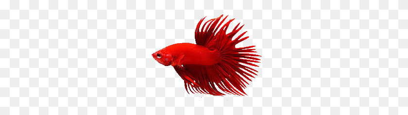 284x177 Fish Of The Week - Betta Fish PNG