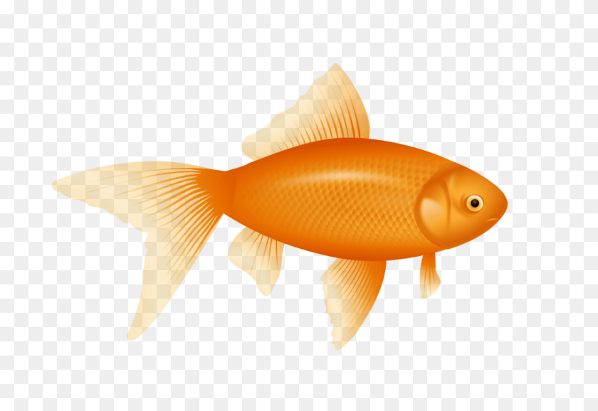 850x565 Fish Png - Gold Fish PNG