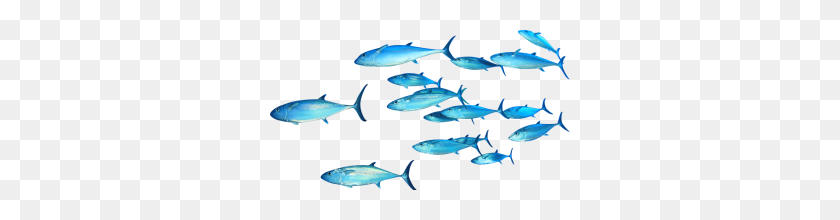 300x160 Fish Png Transparent Image Archives Free Transparent Png Clipart - Swimming PNG