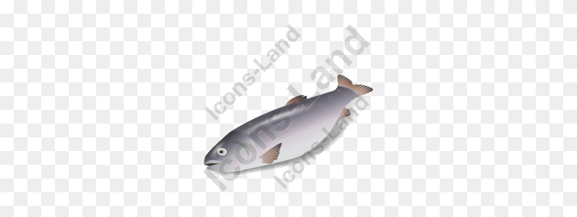 256x256 Fish Trout Icon, Pngico Icons - Trout PNG