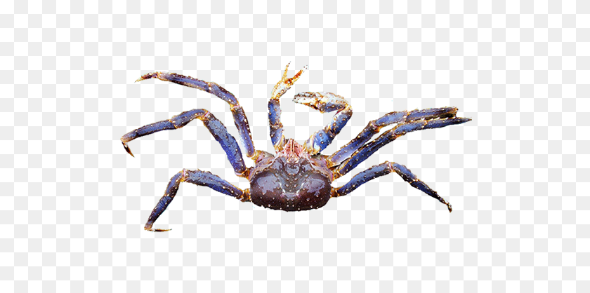 504x358 Fisheries - Blue Crab PNG