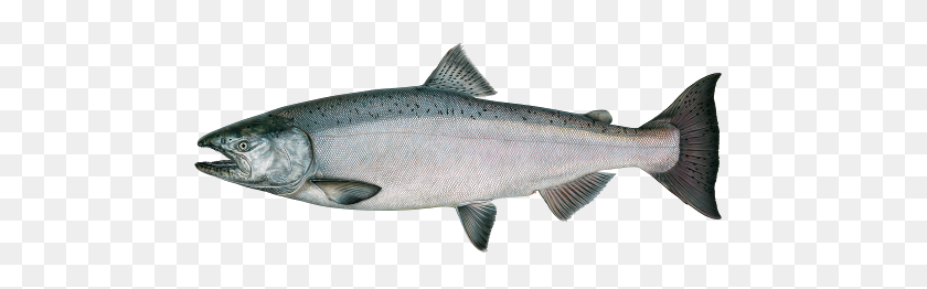 500x202 Fishin Guy - Salmon PNG