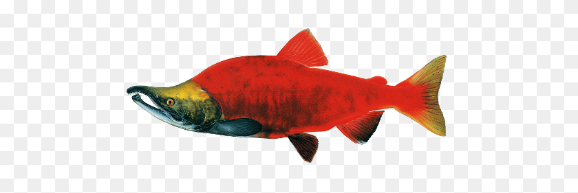 500x221 Fishin Guy - Salmon PNG