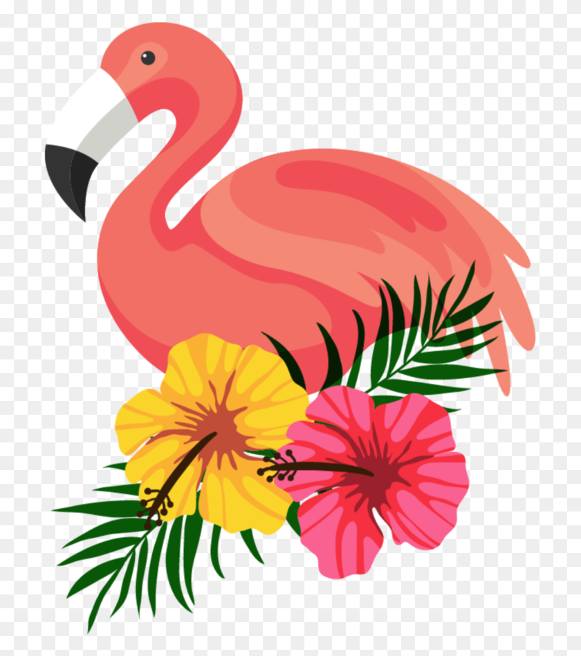 713x889 Flamingo - Flamingo PNG