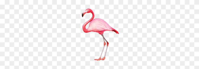 260x234 Flamingo Clipart - Baby Flamingo Clipart