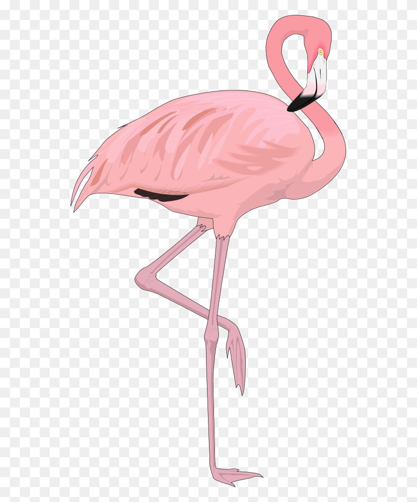 555x950 Flamingo Clipart - Floatie Clipart
