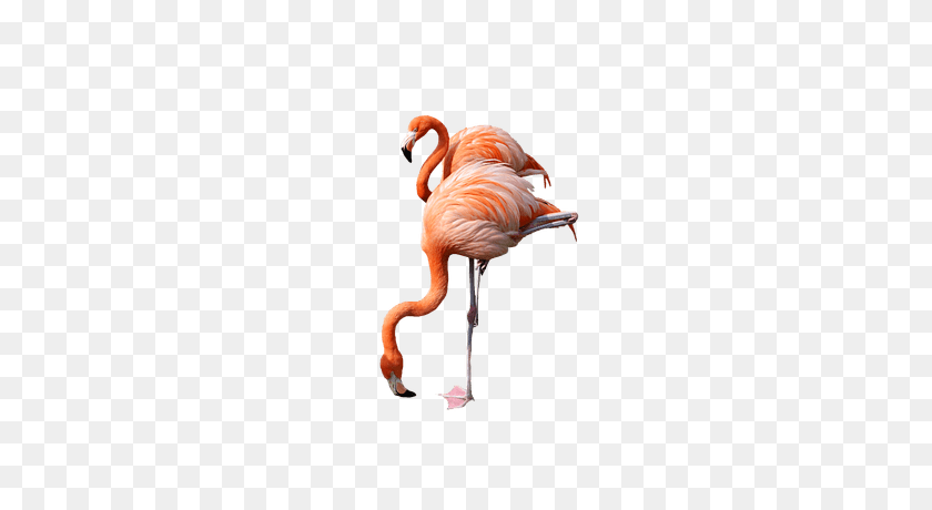 400x400 Flamingo Png