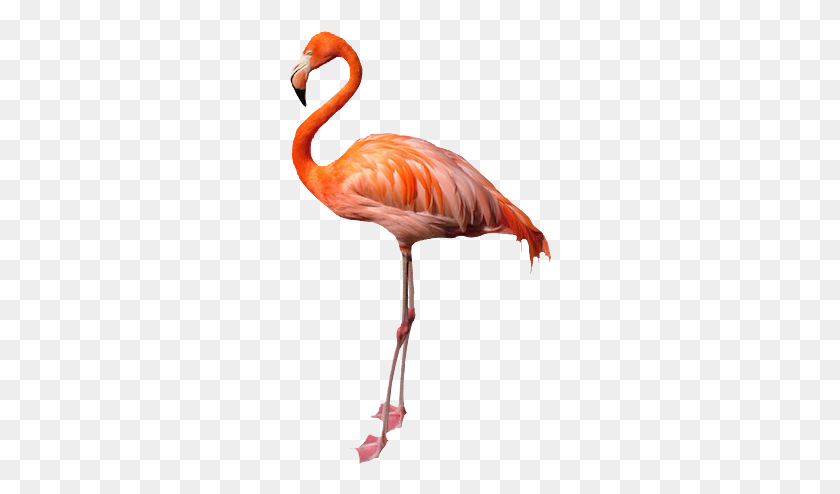 262x434 Flamingo Sin Imagen De Fondo - Flamingo Png